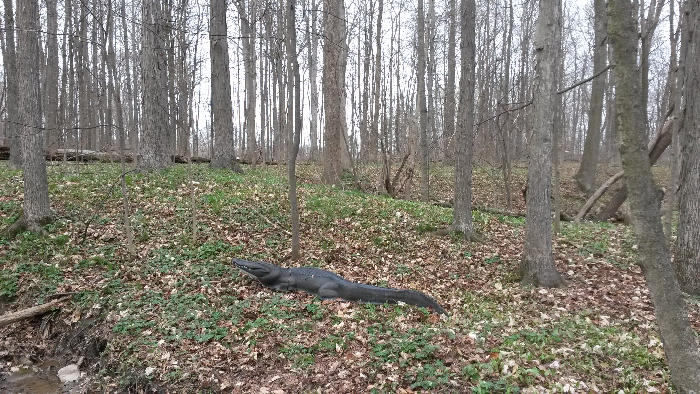 Alligator in the woods